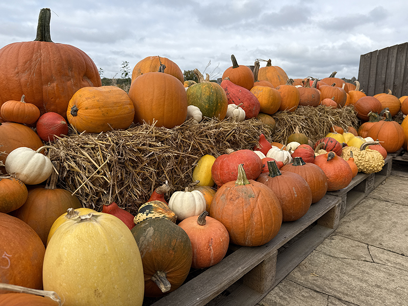farmshop pumpkins