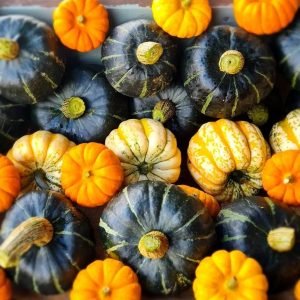Pumpkin season at Durleighmarsh Farm