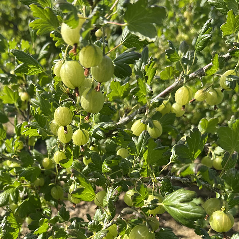 PYO gooseberries at Durleighmarsh Farm