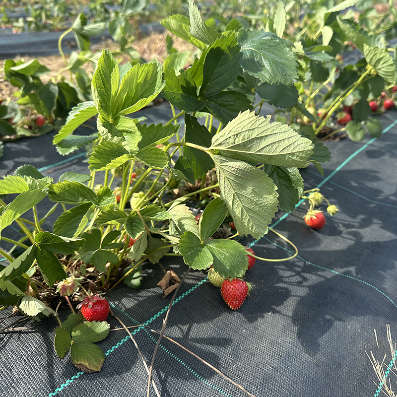 PYO strawberries at Durleighmarsh Farm