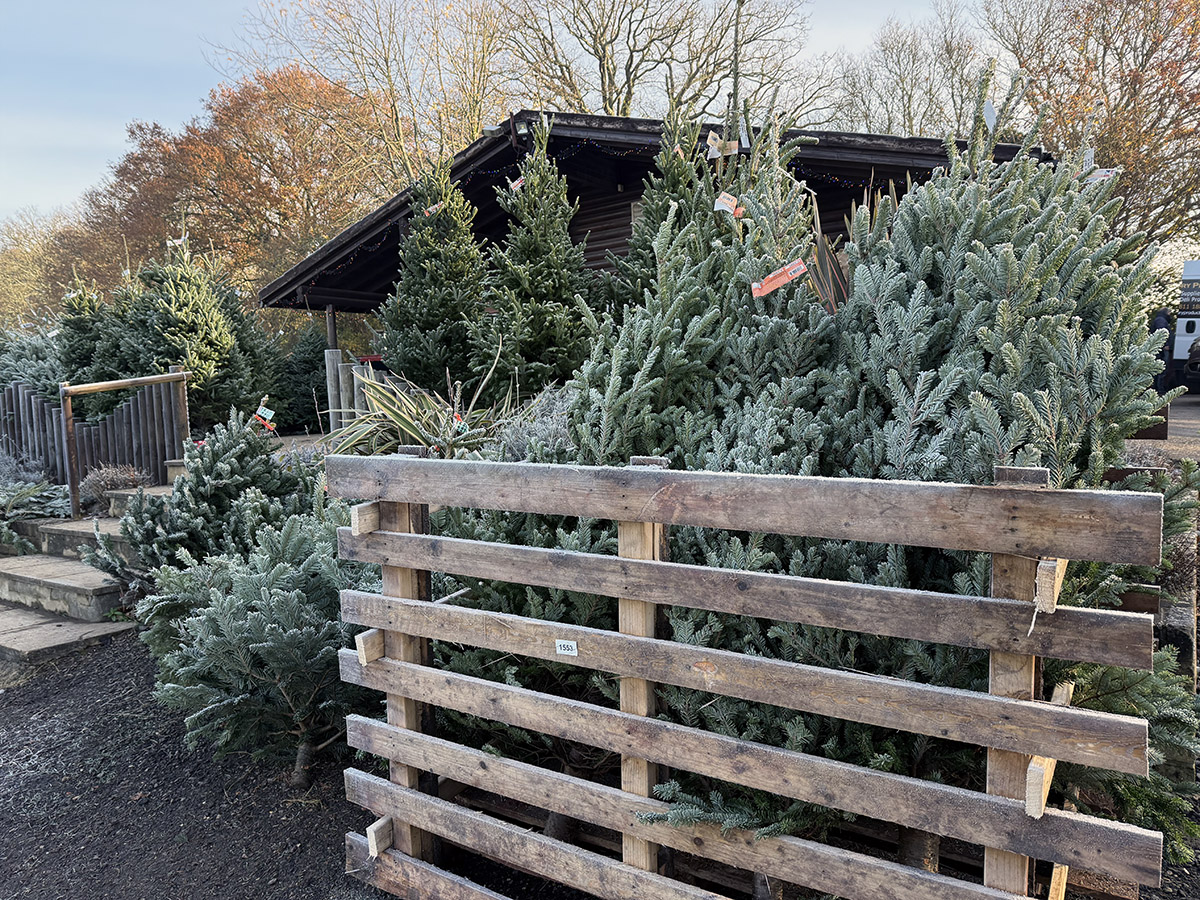 Christmas at Durleighmarsh Farm Shop