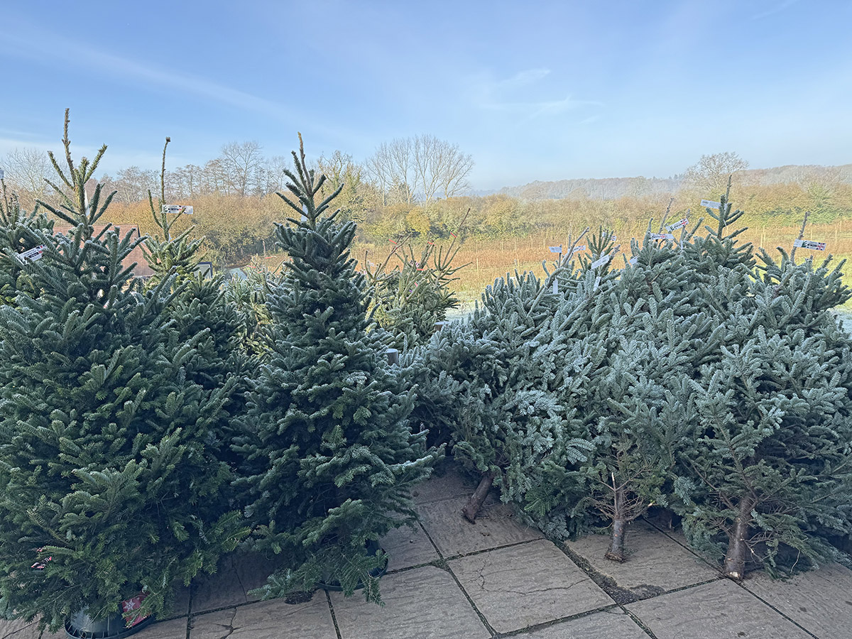 Christmas at Durleighmarsh Farm Shop