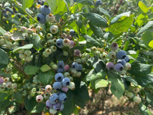 blueberries at durleighmarsh farm