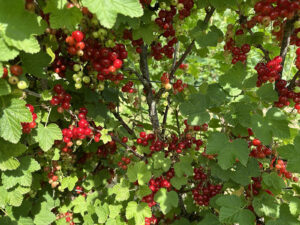 red currants at Durleighmarsh farm shop