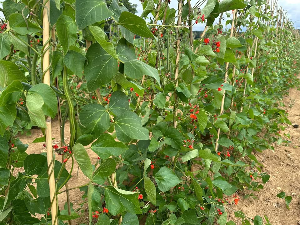 Durleighmarsh Farm - PYO & Farm Shop