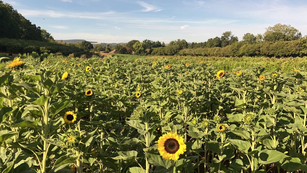 Durleighmarsh Farm - PYO & Farm Shop